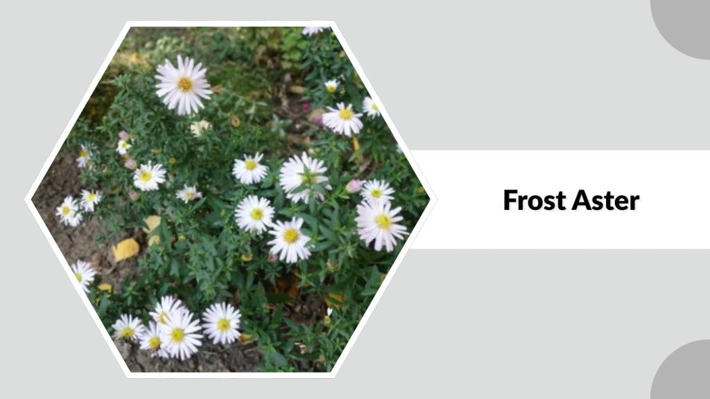  Frost Aster