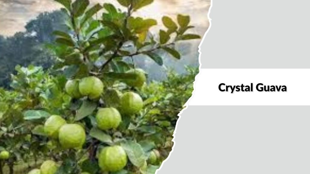 Crystal Guava