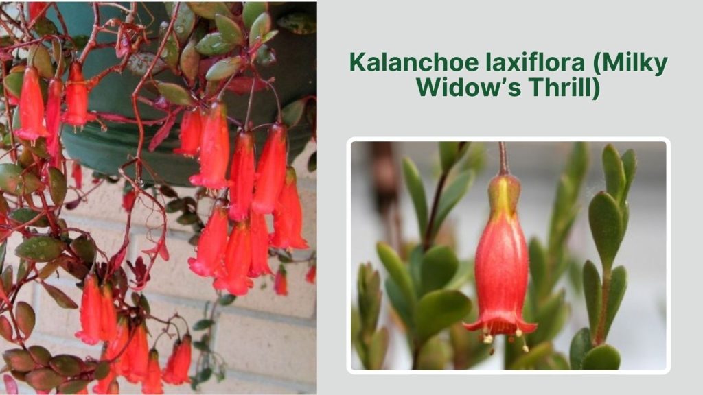 Kalanchoe laxiflora (Milky Widow’s Thrill)