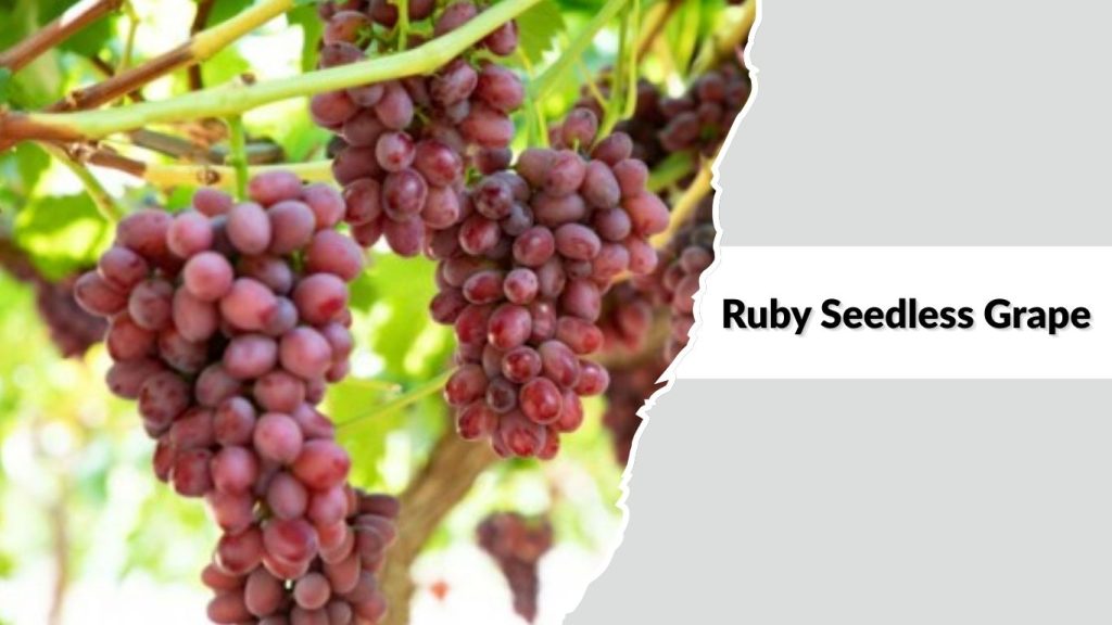 Ruby Seedless Grape