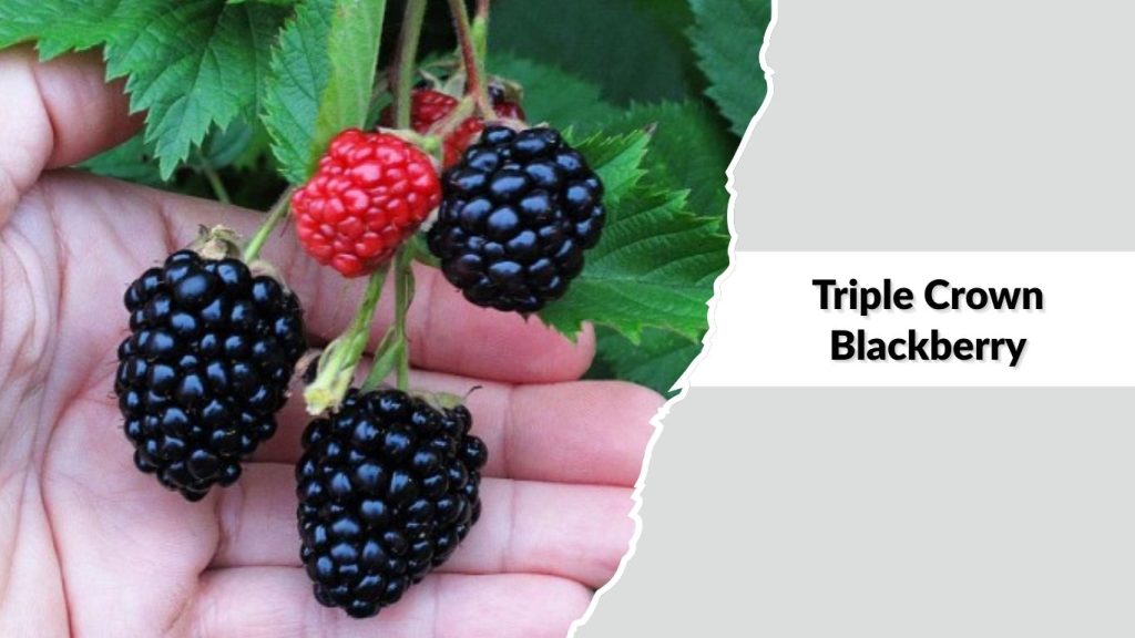 Triple Crown Blackberry