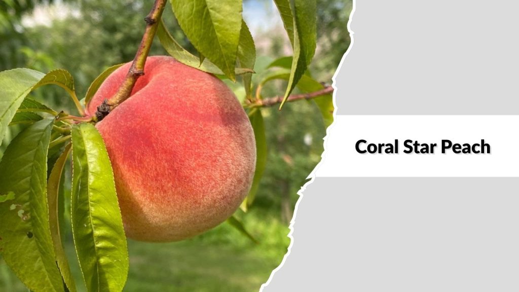 Coral Star Peach