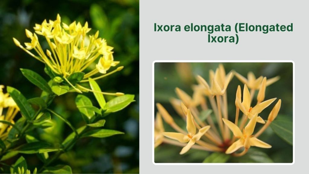 Ixora elongata (Elongated Ixora)