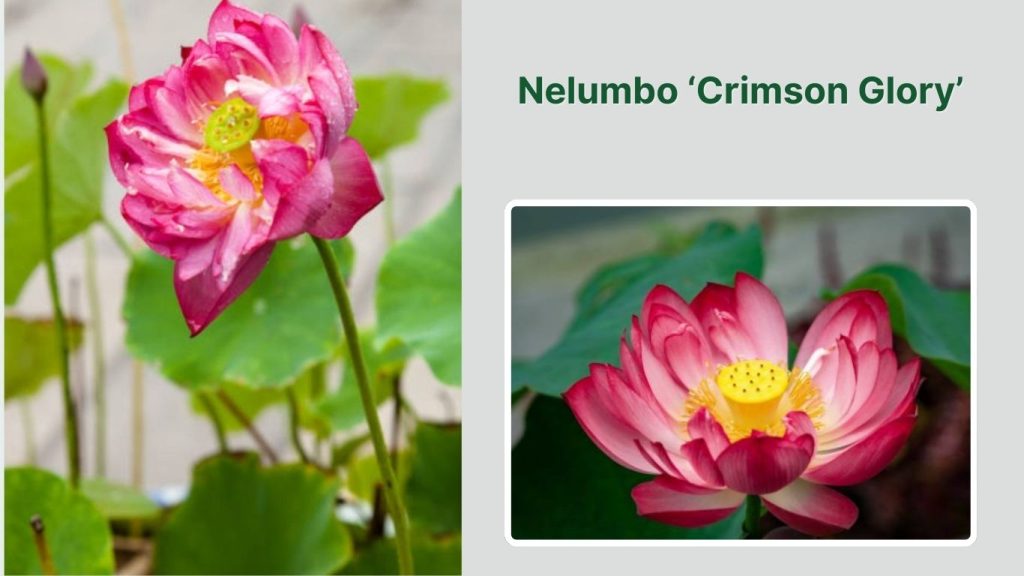 Nelumbo ‘Crimson Glory’