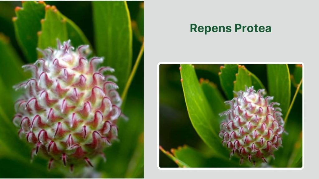Repens Protea