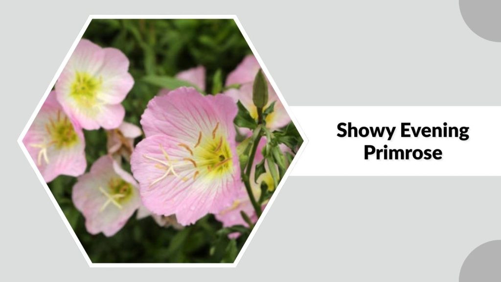 Showy Evening Primrose