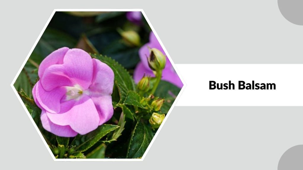  Bush Balsam