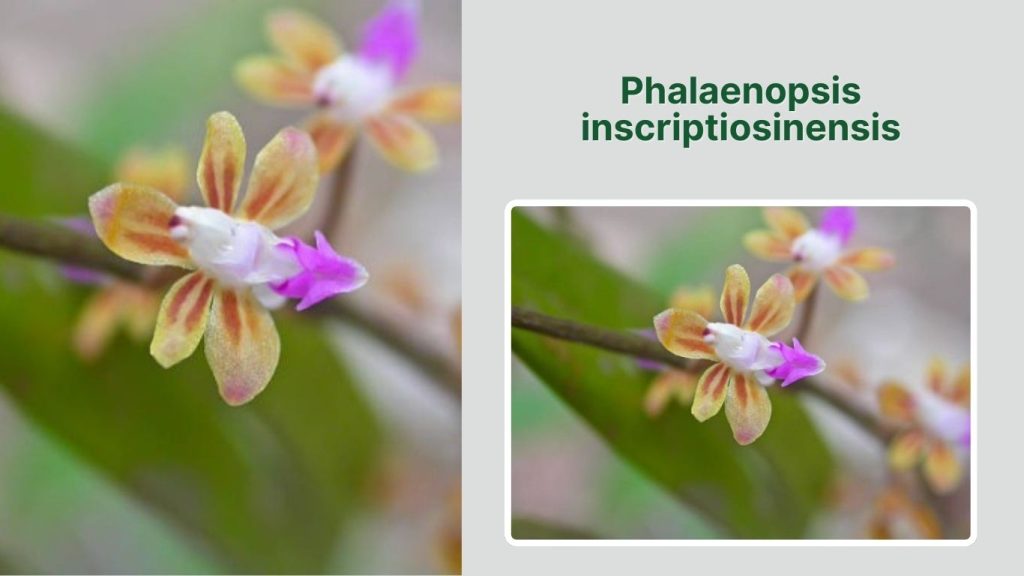 Phalaenopsis inscriptiosinensis