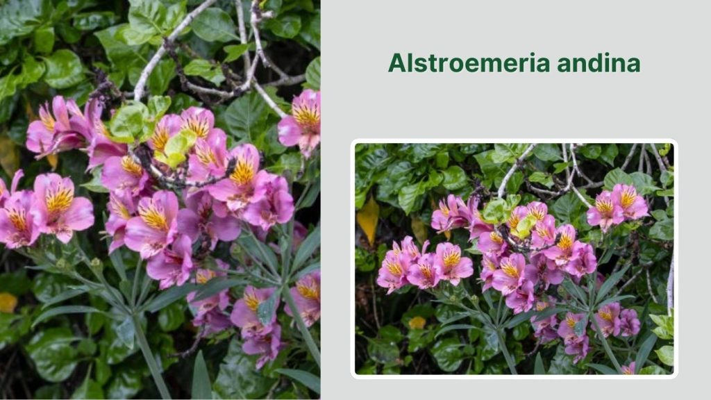 Alstroemeria andina