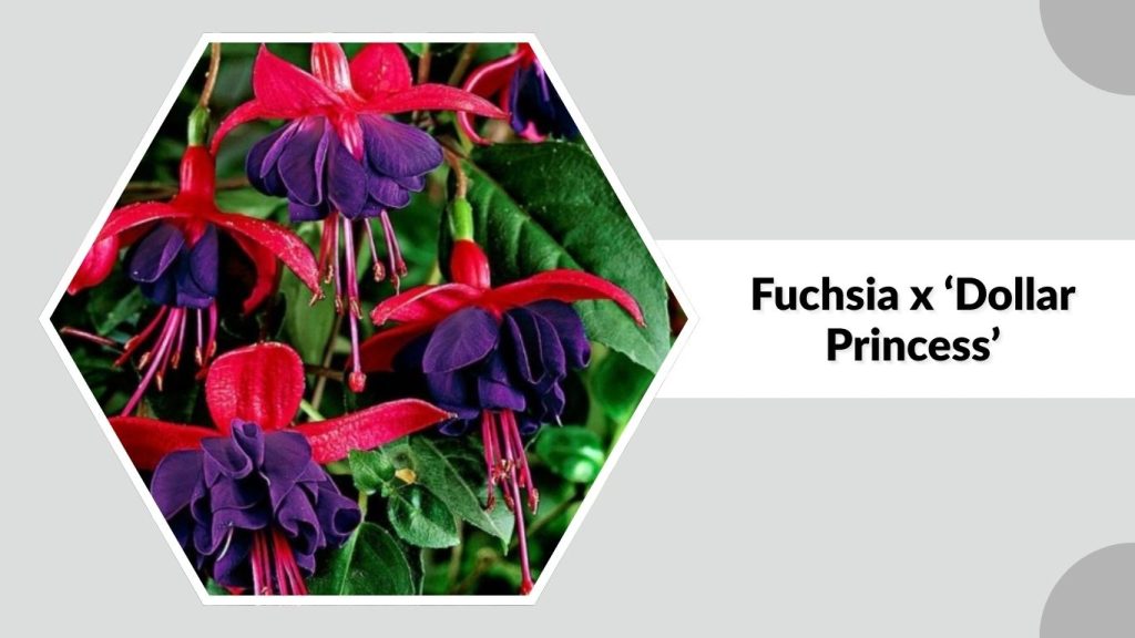 Fuchsia x ‘Dollar Princess’
