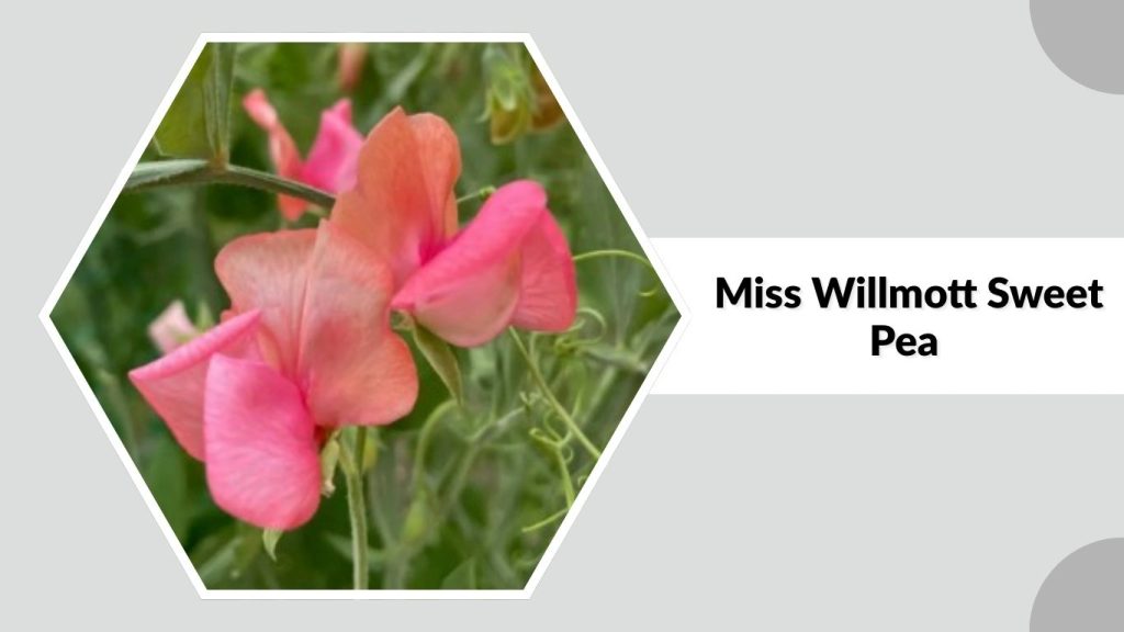 Miss Willmott Sweet Pea