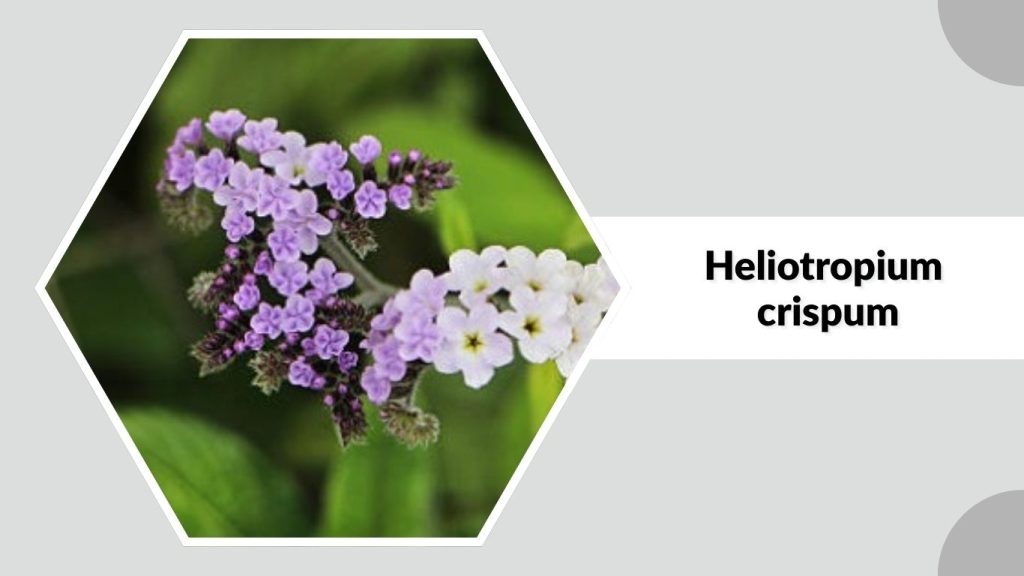 Heliotropium crispum