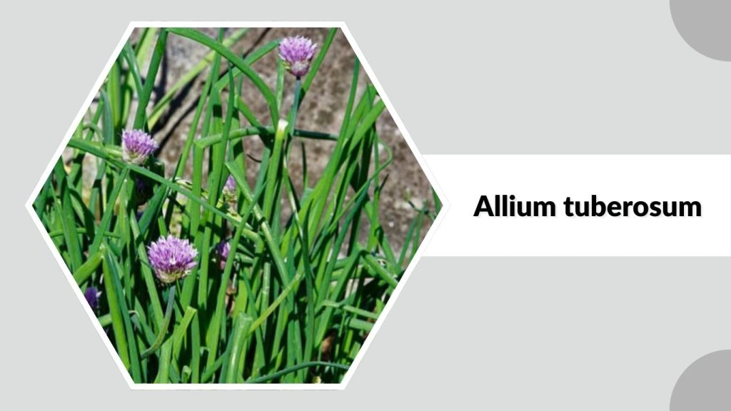 Allium tuberosum