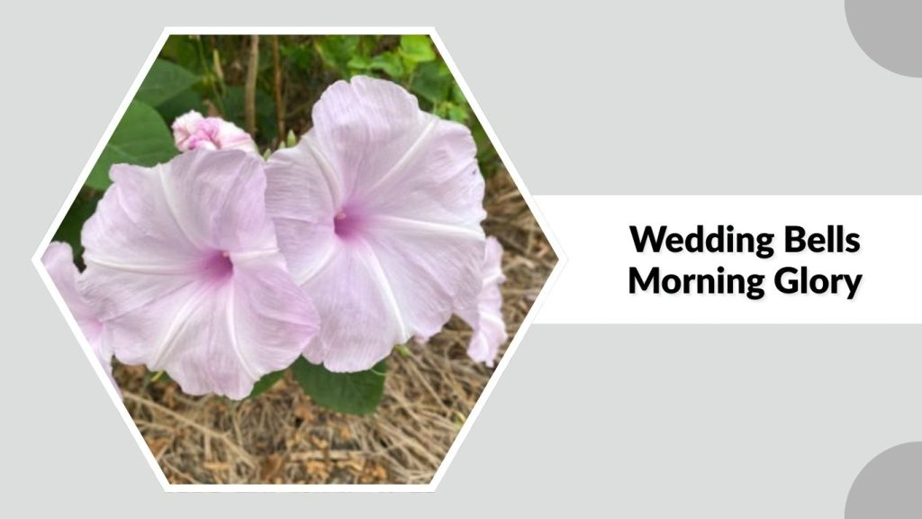 Wedding Bells Morning Glory