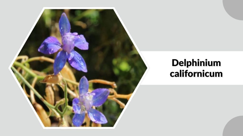 Delphinium californicum