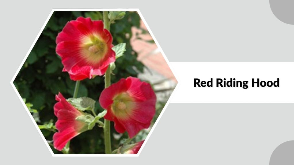  Alcea rosea ‘Red Riding Hood’