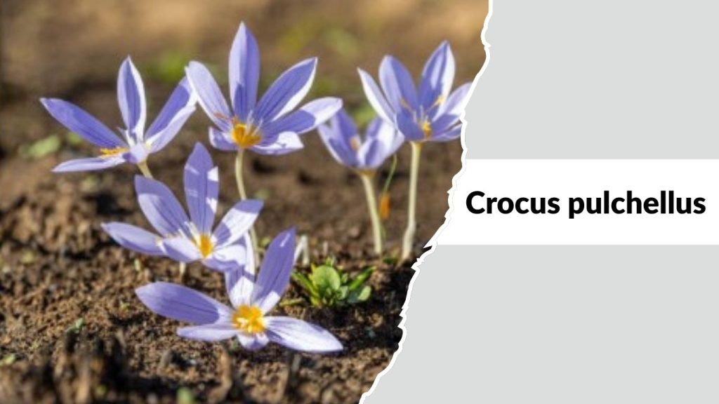Crocus pulchellus