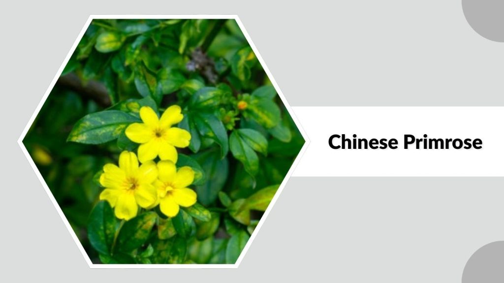 Chinese Primrose