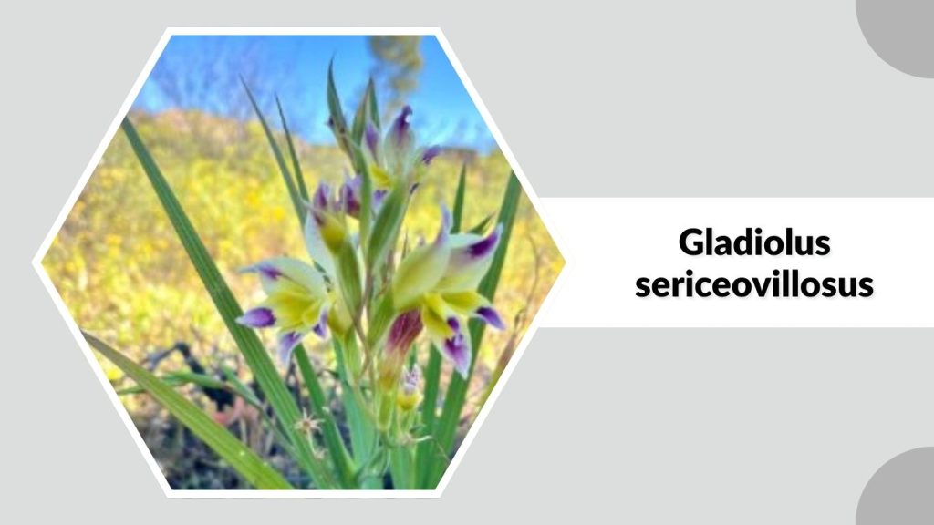 Gladiolus sericeovillosus