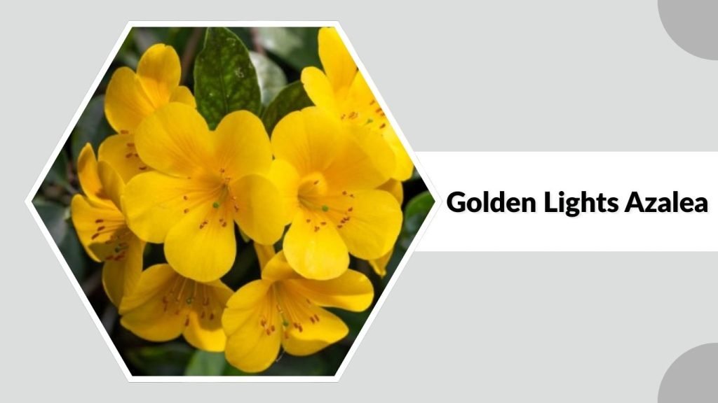 Golden Lights Azalea