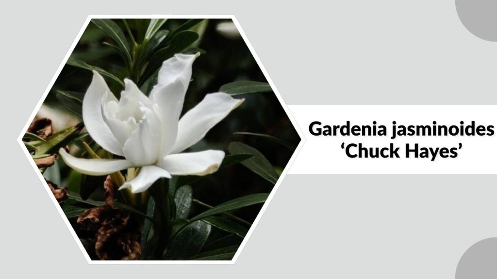 Gardenia jasminoides ‘Chuck Hayes’ 
