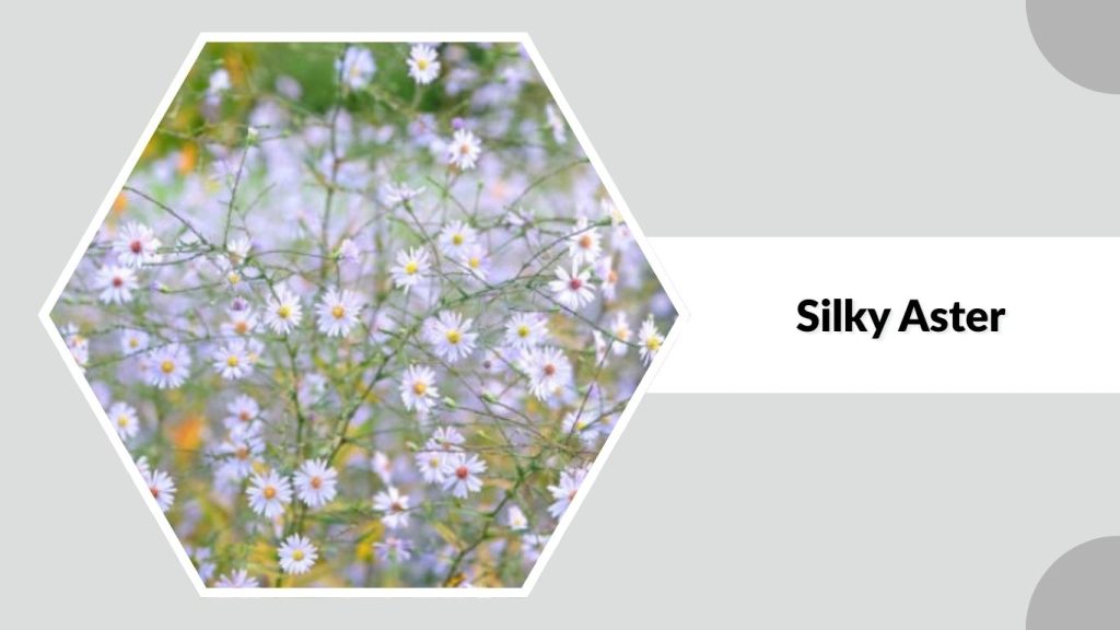 Silky Aster