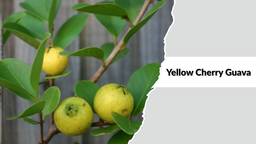 Yellow Cherry Guava