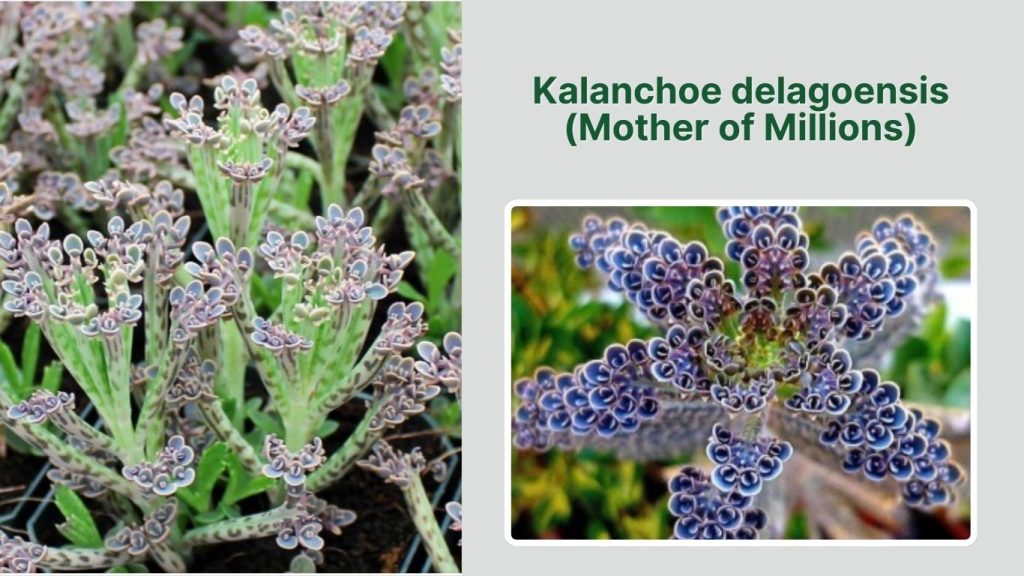 Kalanchoe delagoensis (Mother of Millions)