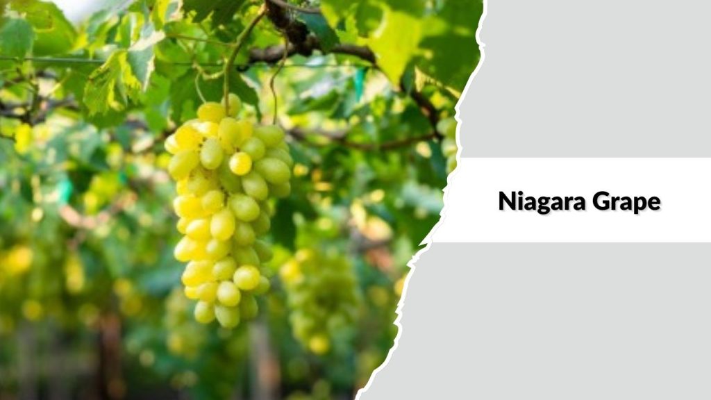 Niagara Grape