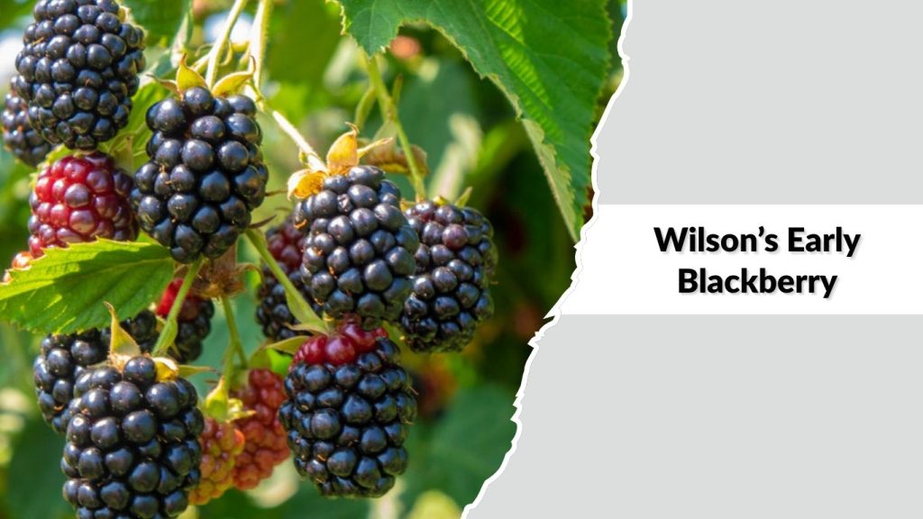 Wilson’s Early Blackberry