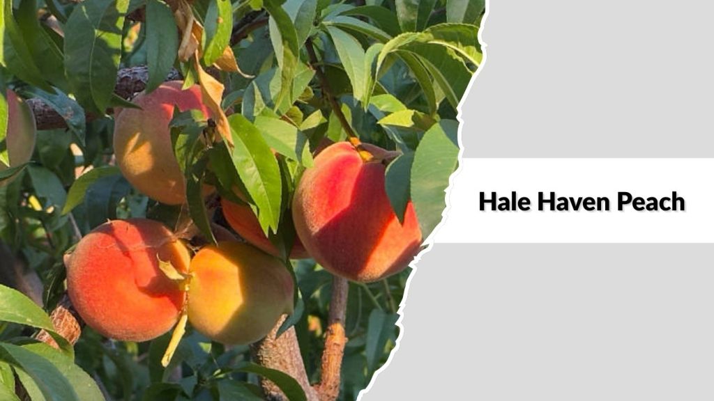 Hale Haven Peach