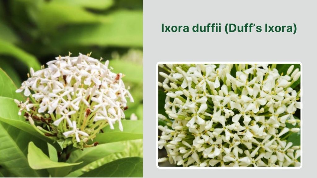 Ixora duffii (Duff’s Ixora)