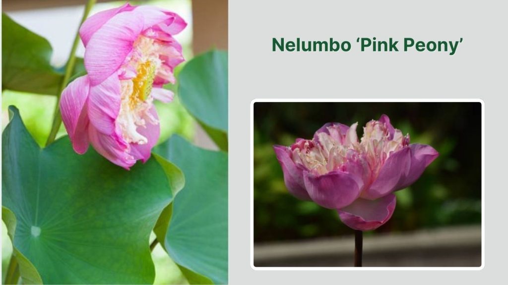 Nelumbo ‘Pink Peony’