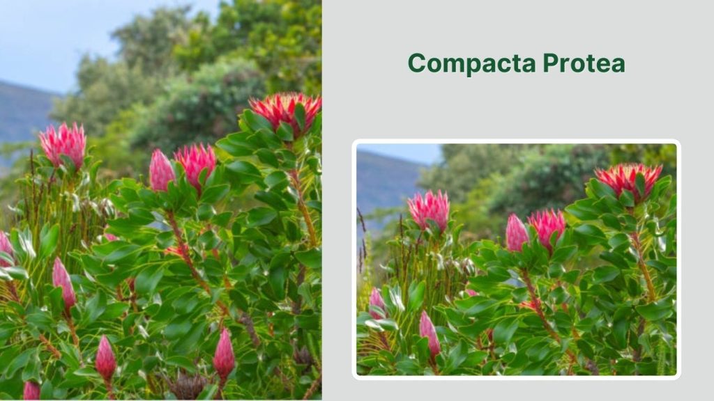 Compacta Protea