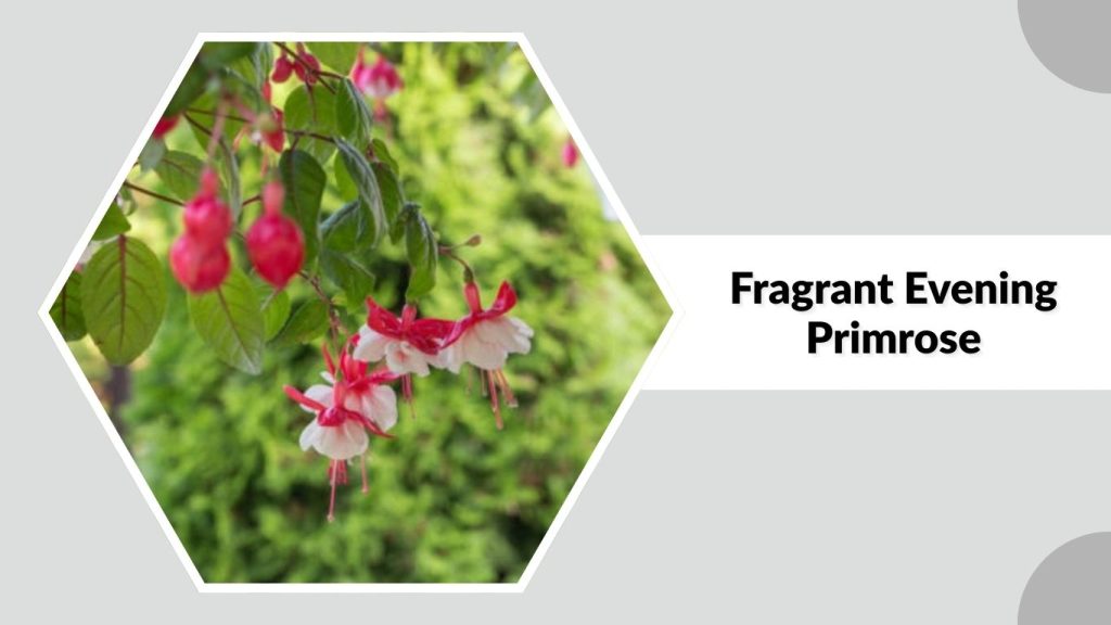 Fragrant Evening Primrose