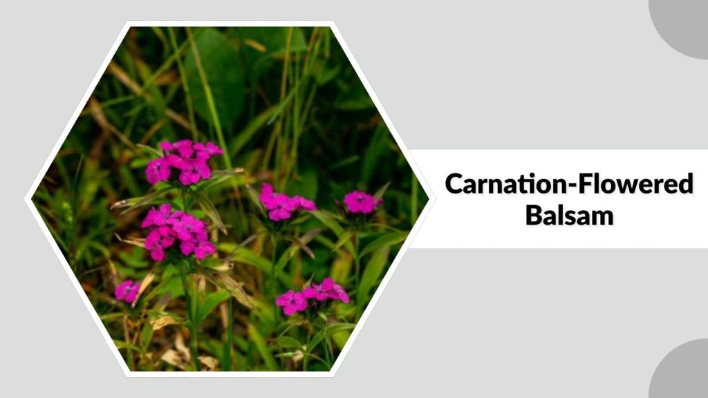 Carnation-Flowered Balsam