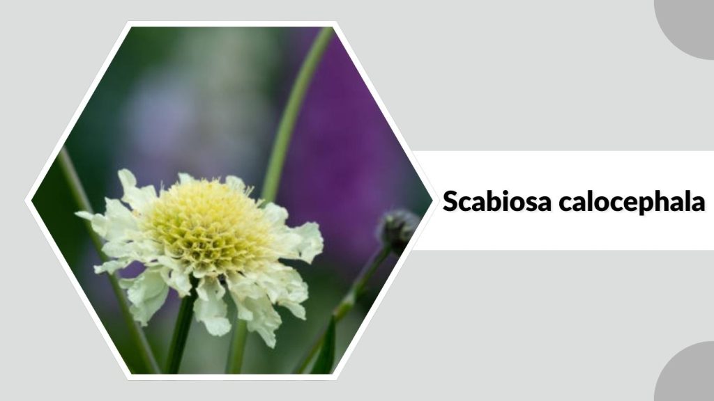 Scabiosa calocephala