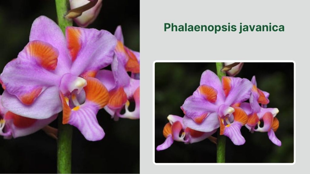 Phalaenopsis javanica