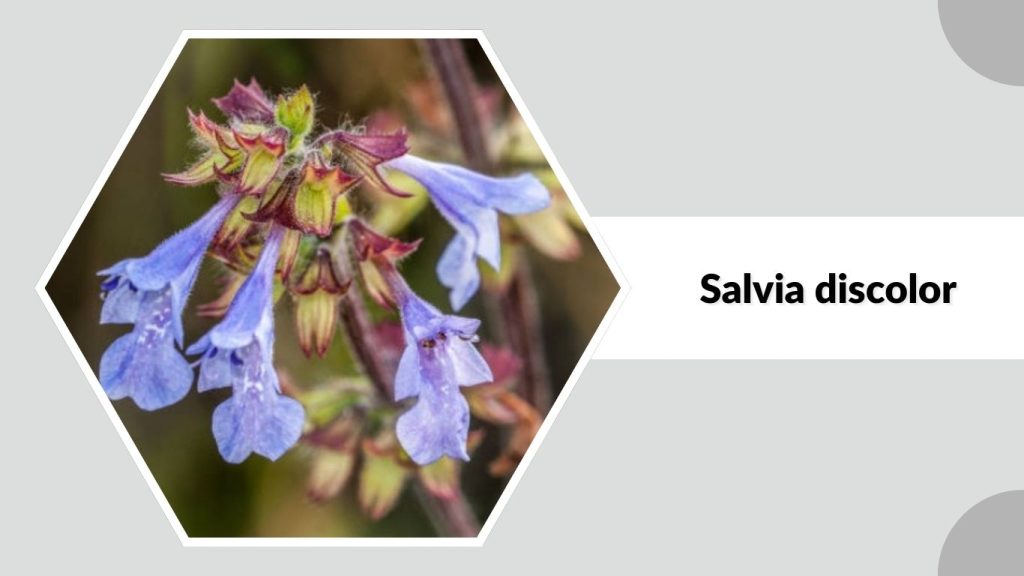  Salvia discolor