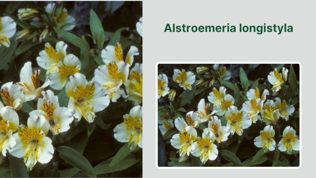 Alstroemeria longistyla