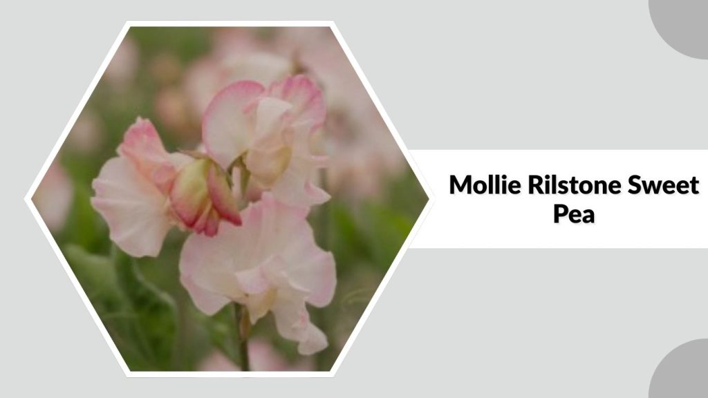 Mollie Rilstone Sweet Pea