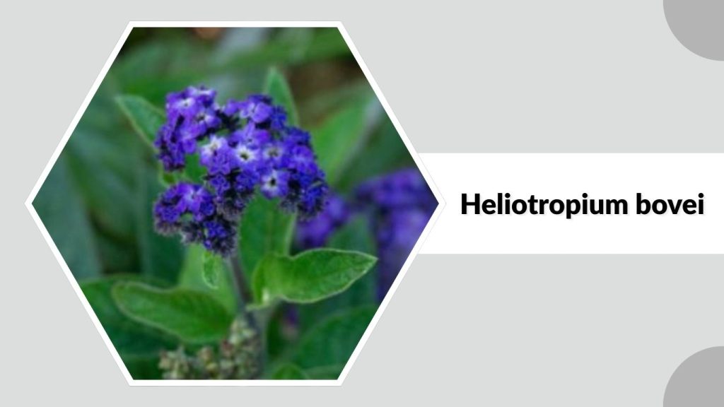 Heliotropium bovei