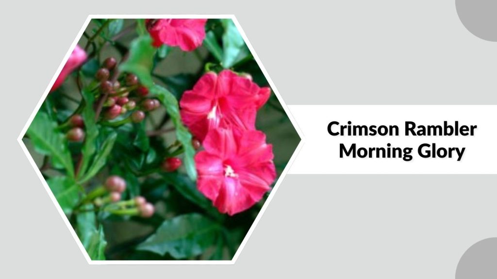 Crimson Rambler Morning Glory 