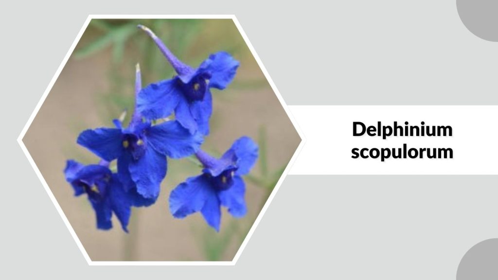 Delphinium scopulorum