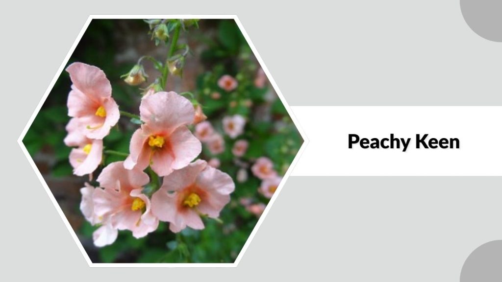 Alcea rosea ‘Peachy Keen’