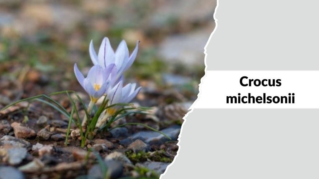Crocus michelsonii