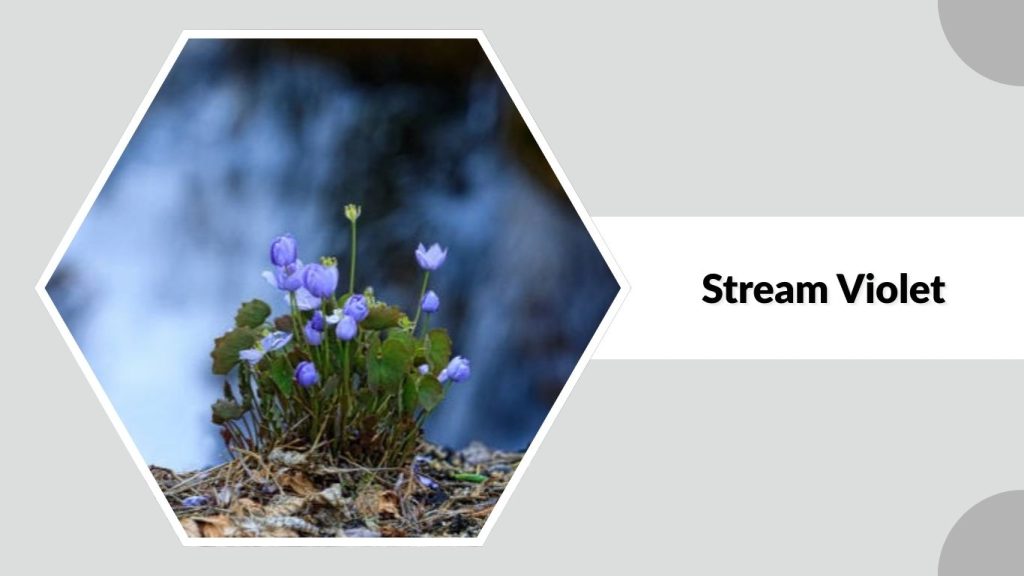 Stream Violet