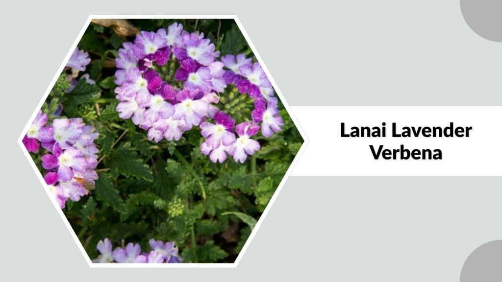 Lanai Lavender Verbena