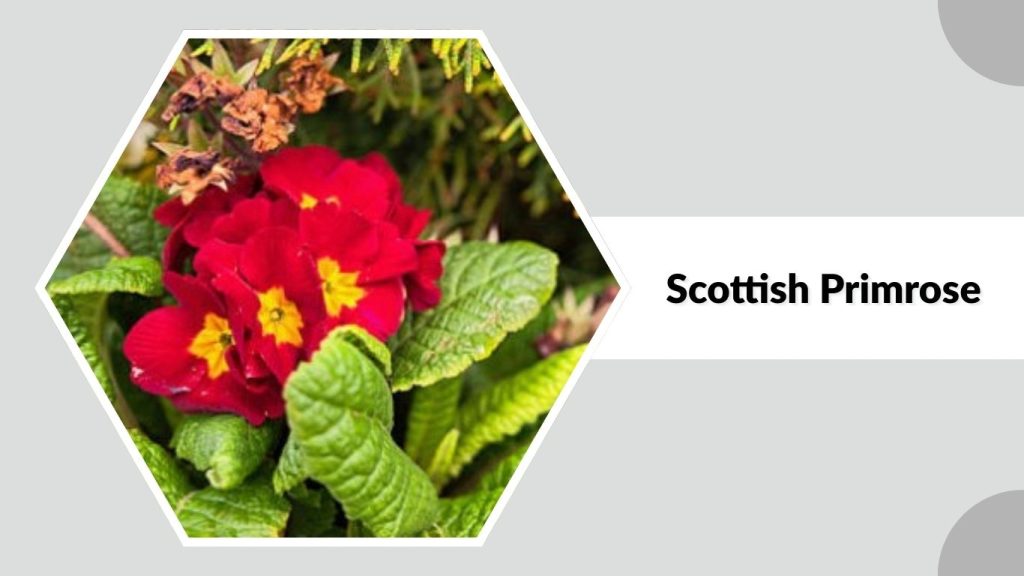 Scottish Primrose