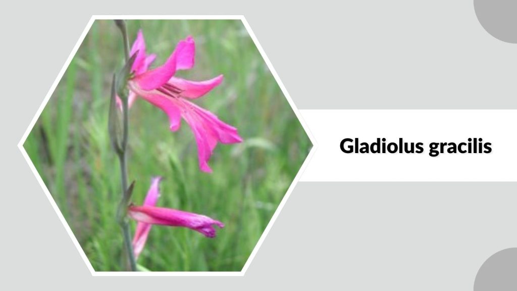 Gladiolus gracilis